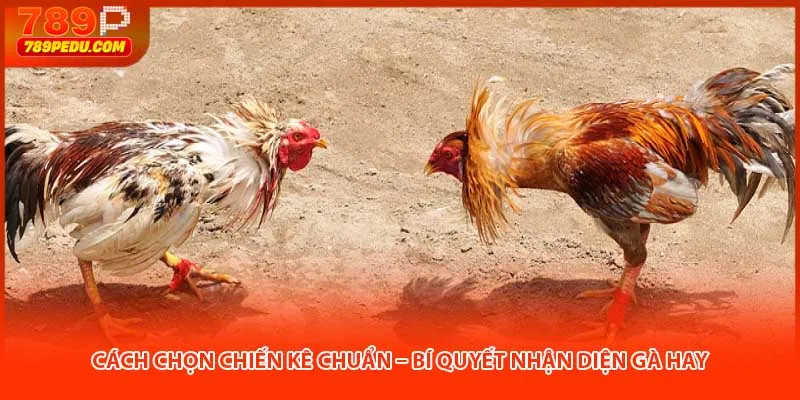 cách chọn chiến kê chuẩn