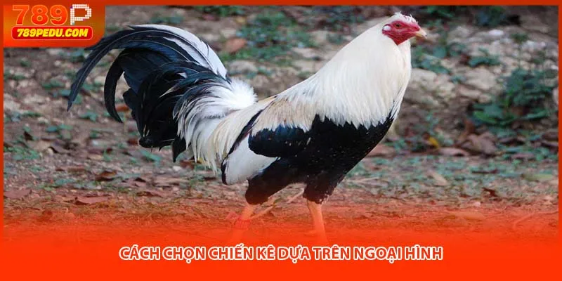 Cách chọn chiến kê dựa trên ngoại hình